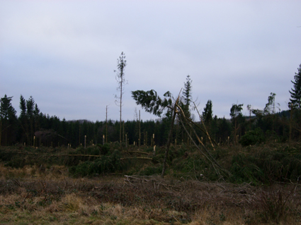 Sturmsch�den durch den Orkan Kyrill im Oberland in 2007