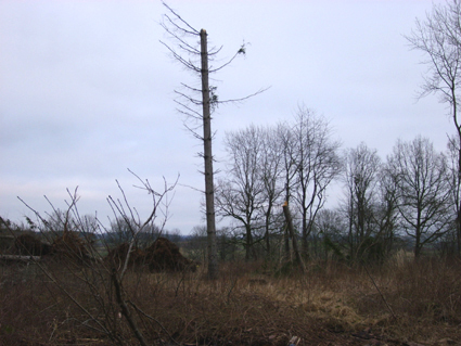 Sturmsch�den durch den Orkan Kyrill im Oberland in 2007
