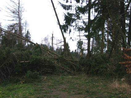 Sturmsch�den durch den Orkan Kyrill im Oberland in 2007
