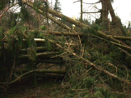 Sturmsch�den durch den Orkan Kyrill im Oberland in 2007
