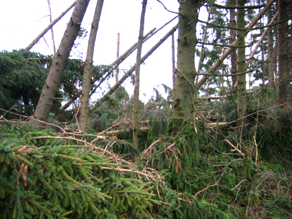 Sturmsch�den durch den Orkan Kyrill im Oberland in 2007
