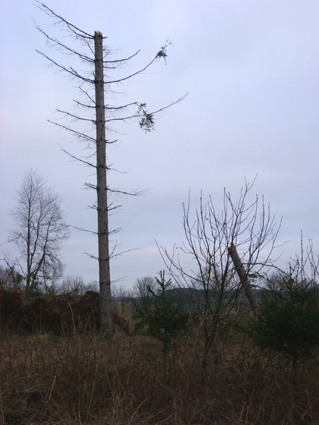 Sturmsch�den durch den Orkan Kyrill im Oberland in 2007