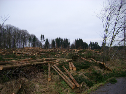 Sturmsch�den durch den Orkan Kyrill im Oberland in 2007