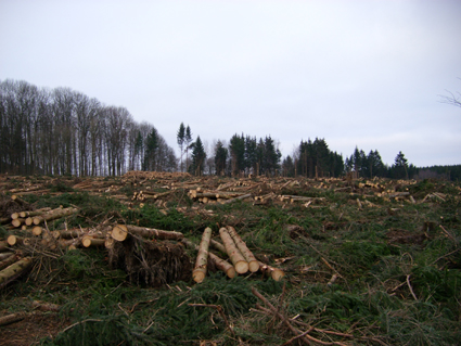 Sturmsch�den durch den Orkan Kyrill im Oberland in 2007